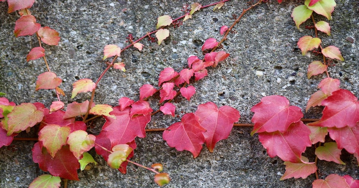 simple-self-care-ideas